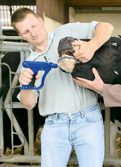 Grâce à un applicateur spécifique pouvant contenir les deux bolus de Bolifast Physio, l'éleveur administre la dose en une seule manipulation quinze jours avant le vêlage. 