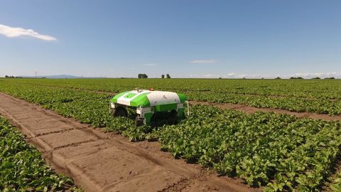 Le projet franco-allemand va porter notamment sur le désherbage mécanique des betteraves à l’aide de robots. © STRUBE