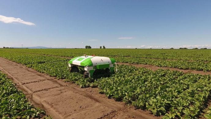 Le projet franco-allemand va porter notamment sur le désherbage mécanique des betteraves à l’aide de robots. © STRUBE