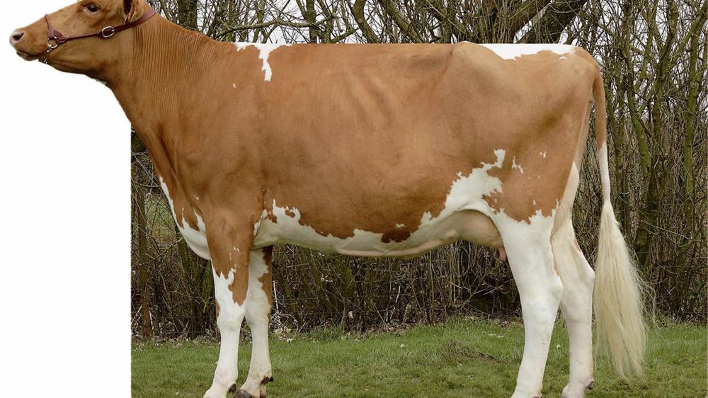 Urvoy transmet une morphologie complète (121) avec des membres de qualité. Il est neutre en lait (97 kg) mais affiche un bon TP (1,9).