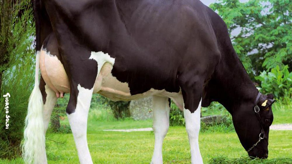 Meilleur fils français de Freelance à 150 points d'Isu, Amity Free mérite le détour pour la morphologie.