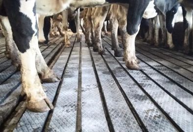 Avec les tapis d'évacuation en continu Magellan Groove et Magellan Combi, les pieds des vaches sont plus propres, ce qui permet de lutter contre la dermatite digitée.