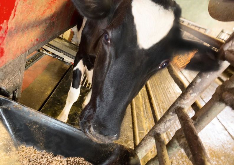 Les sucres by-pass contenus dans le nouvel aliment Dumoulin renforcent la concentration énergétique de la ration sans induire de risques métaboliques.© CLAUDIUS THIRIET