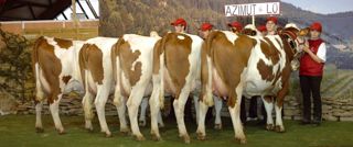 Le partenariat avec Umotest ne remet pas en cause l'identité de Montbéliarde Sélection qui gardera sa propre exposition.PHOTOS : J.-M.V. Le partenariat avec Umotest ne remet pas en cause l'identité de Montbéliarde Sélection qui gardera sa propre exposition.PHOTOS : J.-M.V.