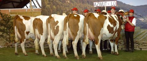 Le partenariat avec Umotest ne remet pas en cause l'identité de Montbéliarde Sélection qui gardera sa propre exposition.PHOTOS : J.-M.V.
