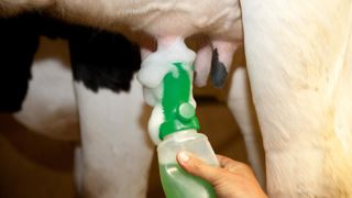 L'un des risques à l'agrandissement des troupeaux est de baisser la garde dans l'hygiène de traite. © SÉBASTIEN CHAMPION L'un des risques à l'agrandissement des troupeaux est de baisser la garde dans l'hygiène de traite. © SÉBASTIEN CHAMPION