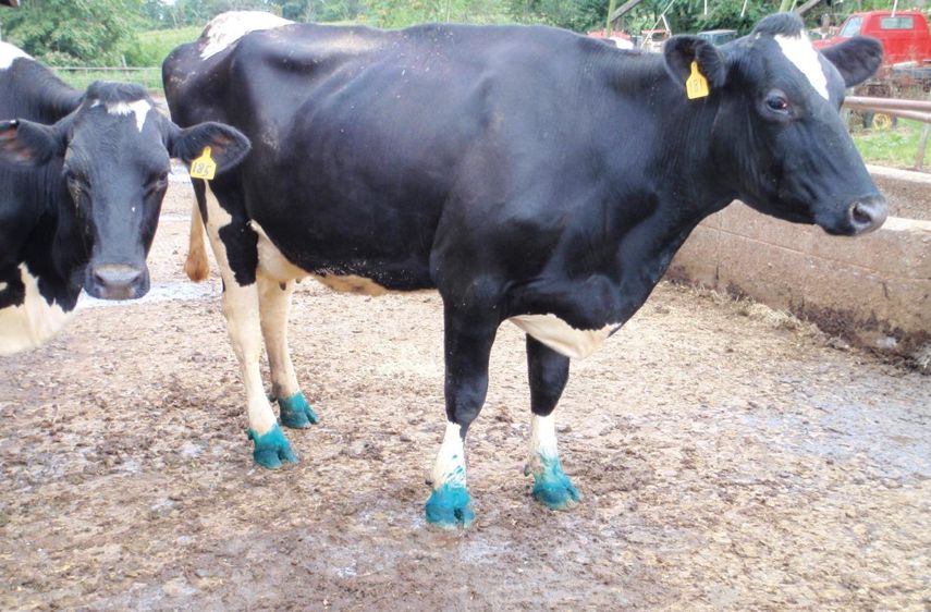 Grâce à sa couleur bleu foncé, le produit reste très visible sur les pattes : l'éleveur sait quand il doit changer la solution, par simple colorimétrie.