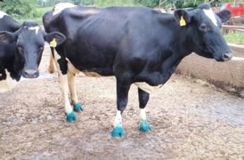 Grâce à sa couleur bleu foncé, le produit reste très visible sur les pattes : l'éleveur sait quand il doit changer la solution, par simple colorimétrie. Grâce à sa couleur bleu foncé, le produit reste très visible sur les pattes : l'éleveur sait quand il doit changer la solution, par simple colorimétrie.