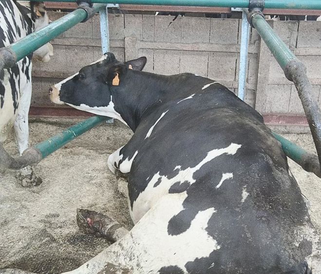 La flexibilité du cadre en PVC facilite le coucher des vaches atteintes, comme ici, de problèmes d'aplombs. Le raccord entre la barre au garot et la barre latérale est en caoutchouc pour amortir les chocs qui pourraient survenir au moment du coucher ou du lever de la vache. 