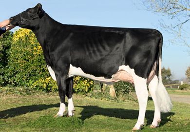 Interview (sa mère en photo) est un taureau laitier (1 719 kg) doué d'une très bonne morphologie (3,3). 