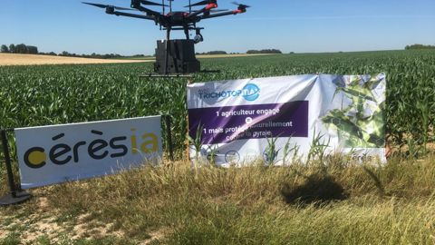 Le débit de chantier de la pose de trichogrammes est de 2 min/ha avec le drone qui peut traiter 10 ha à la fois, contre 4 à 5 ha/h pour la pose manuelle.