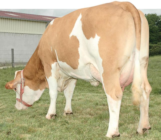 Edelmut est doué d'une qualité très rare ces dernières années : il est à 92 en facilité de naissance, utilisable sur génisses.© SIMMENTAL FRANCE Edelmut est doué d'une qualité très rare ces dernières années : il est à 92 en facilité de naissance, utilisable sur génisses.© SIMMENTAL FRANCE
