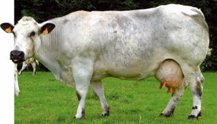 Vache bleue du Nord typée mh/mh La productivité laitière moyenne s'élève à 3 700 l/VL dans les troupeaux qui comptent plus de 25 % d'animaux culards. Vache bleue du Nord typée mh/mh La productivité laitière moyenne s'élève à 3 700 l/VL dans les troupeaux qui comptent plus de 25 % d'animaux culards.