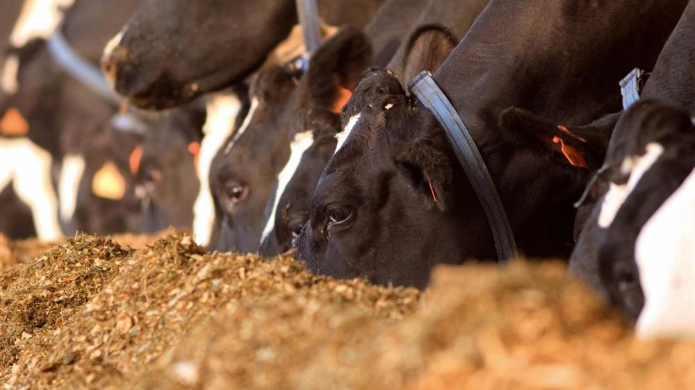 © SÉBASTIEN CHAMPION