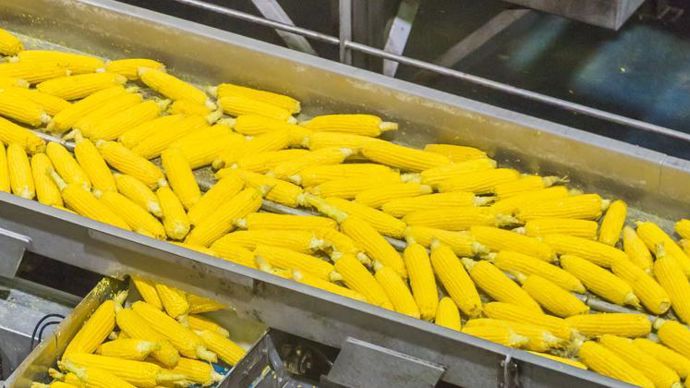 Approvisionnée en grande partie par les adhérents de Terres du Sud, l’usine Antarctic Foods Aquitaine d’Ychoux (Landes) produit 35 000 t de légumes surgelés par an. © ANTARCTIC FOODS AQUITAINE