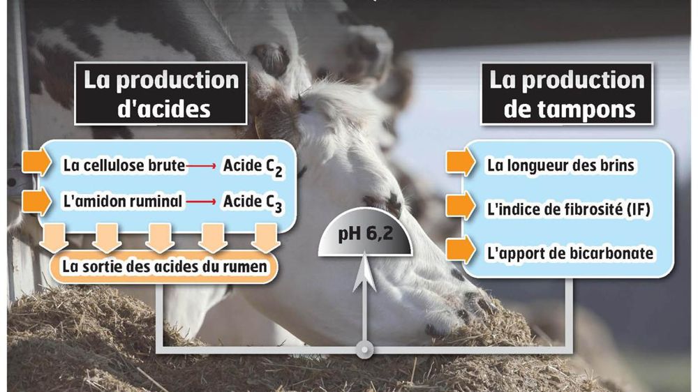 Avec des maïs pauvres en cellulose et riches en amidon, l'association d'un fourrage riche en cellulose de type ensilage d'herbe ou de méteil peut s'imposer.© CLAUDIUS THIRIET