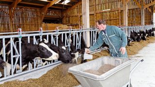 L'amaigrissement des vaches en début de lactation dépend de leur potentiel de production et de leur note d'état au moment du vêlage, peu de leur alimentation.© WATIER VISUEL L'amaigrissement des vaches en début de lactation dépend de leur potentiel de production et de leur note d'état au moment du vêlage, peu de leur alimentation.© WATIER VISUEL