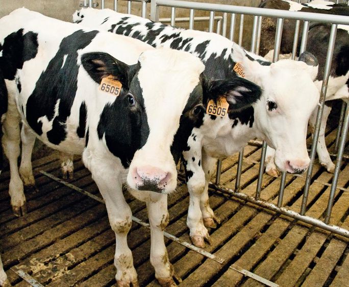 Dans sa gamme d'aliments d'allaitement pour les veaux de boucherie, Serval propose un aliment spécifique pour veaux croisés destinés aux filières de qualité supérieure.©SÉBASTIEN CHAMPION