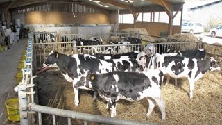 Chaque case collective peut accueillir huit veaux. Une taille correcte car la concurrence est limitée avec des animaux déjà sevrés et habitués à consommer du concentré. Pour le curage, l'éleveur les bloque au cornadis à l'aide d'une barrière et il passe derrière avec le tracteur grâce au portail installé au pignon. Cela lui prend un quart d'heure. Chaque case collective peut accueillir huit veaux. Une taille correcte car la concurrence est limitée avec des animaux déjà sevrés et habitués à consommer du concentré. Pour le curage, l'éleveur les bloque au cornadis à l'aide d'une barrière et il passe derrière avec le tracteur grâce au portail installé au pignon. Cela lui prend un quart d'heure.