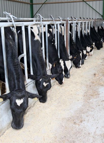 Le programme d'alimentation Le Gouessant repose sur un aliment d'allaitement et un mash pour répondre aux objectifs de croissance des génisses de deux à six mois © WATIER VISUEL