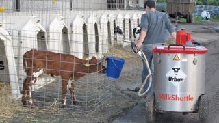 Les niches individuelles extérieures offrent d'excellentes conditions de vie aux jeunes veaux. Avec des équipements de type taxi à lait, la distribution de la buvée peut être mécanisée (ici en Suède).© P.L.C. Les niches individuelles extérieures offrent d'excellentes conditions de vie aux jeunes veaux. Avec des équipements de type taxi à lait, la distribution de la buvée peut être mécanisée (ici en Suède).© P.L.C.