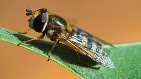 Le système Eupeodes de Biobest utilise le syrphe des corolles (Eupeodes corollae), un nouvel auxiliaire antipucerons. © BIOBEST