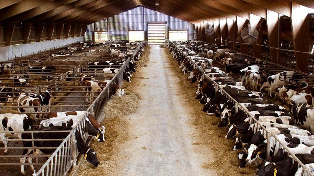 Alors que le logement des vaches est souvent bien étudié, celui des génisses l'est beaucoup moins. Cette carence peut être préjudiciable.© SÉBASTIEN CHAMPION