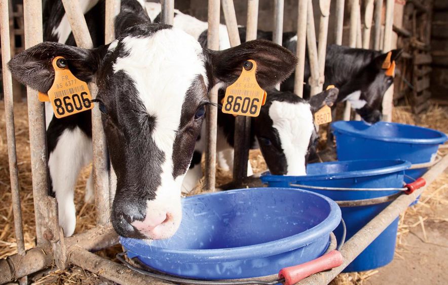 Les additifs qui intègrent le nouvel aliment d'allaitement est formulé pour stimuler les défenses immunitaires.© SÉBASTIEN CHAMPION