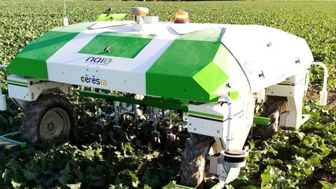 Dino a l’avantage de désherber à la fois entre rangs et sur le rang, contrairement à une bineuse.