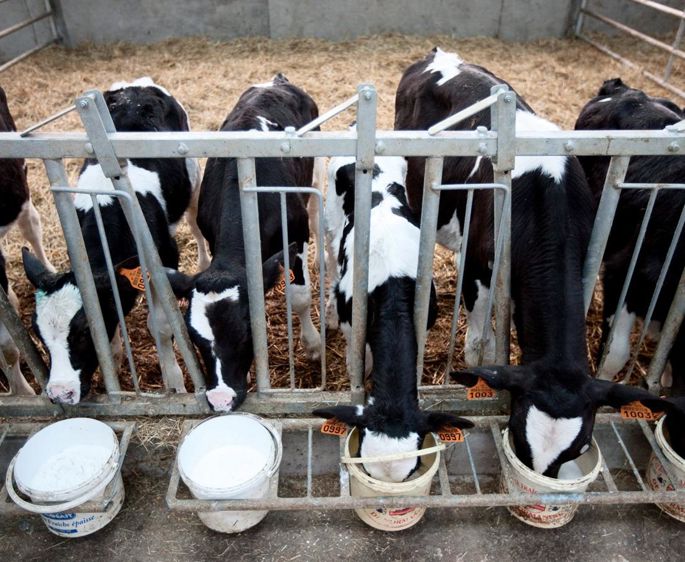 Once a Day peut être dilué dans l'eau ou le lait entier. © CLAUDIUS THIRIET