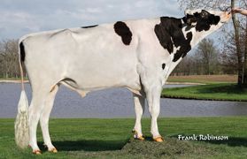 Père à taureaux très utilisé pour ses qualités morphologiques, McCutchen est disponible chez Bovec. Père à taureaux très utilisé pour ses qualités morphologiques, McCutchen est disponible chez Bovec.