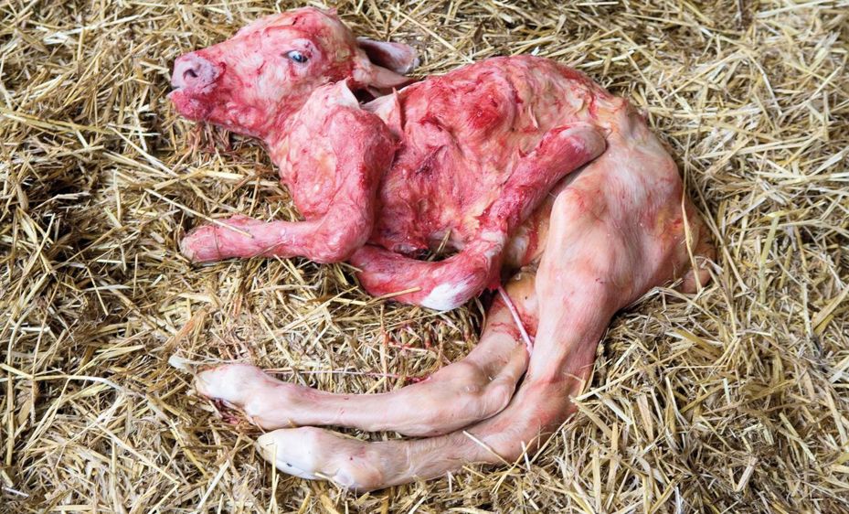 La maladie de Schmallenberg est apparue en France début 2012, au 31 mai 2013, 4 863 foyers ont été confirmés sur le territoire. Le virus provoque des malformations congénitales sur les veaux et agneaux nouveau-nés.©  CLAUDIUS THIRIET