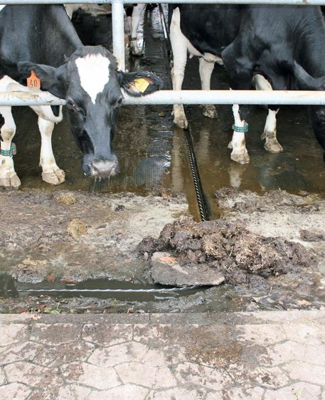 Le câble pour tirer les racloirs en stabulation a reçu un prix de l'innovation au Space. Il est insensible à la corrosion et résiste à des températures de  - 40 à 70°C.