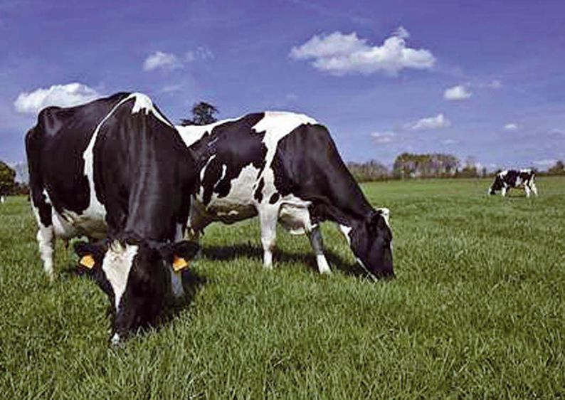 L'amendement a pour fonction d'améliorer les fonctions vitales du sol©WATIER VISUEL