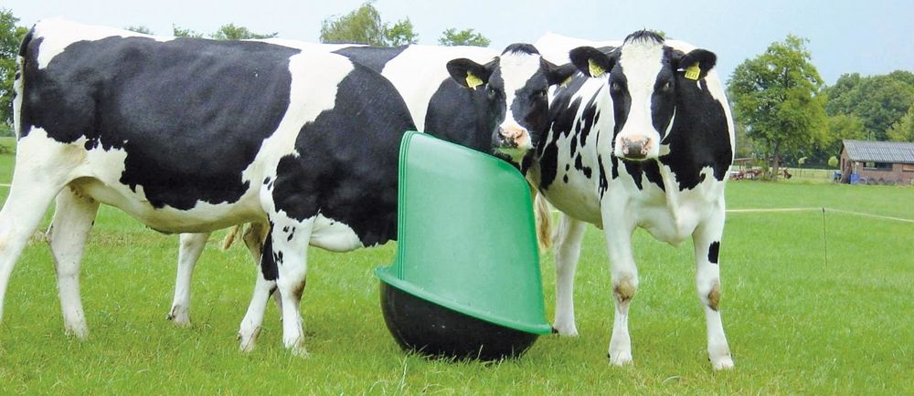 D'une hauteur de 90 cm et d'un poids de 39 kg, le Culbuto peut contenir 30 à 40 kg de granulés (Culbum'In JV pour les génisses, Culbum'In VA pour les vaches allaitantes) à l'abri des intempéries.