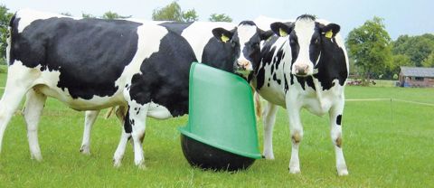 D'une hauteur de 90 cm et d'un poids de 39 kg, le Culbuto peut contenir 30 à 40 kg de granulés (Culbum'In JV pour les génisses, Culbum'In VA pour les vaches allaitantes) à l'abri des intempéries.