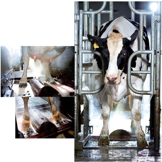 Placé en sortie de la salle de traite, le SprayCare Box est programmé par l'éleveur à partir d'un écran tactile.