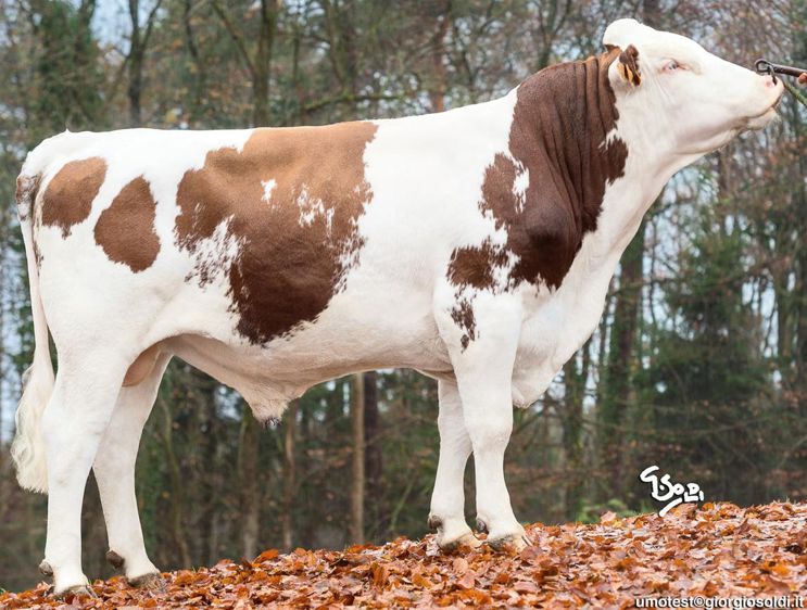 Joyland n'associe pas seulement potentiel de production (1 167 kg) et TP (1,2). Il a en plus pour lui, à ce niveau laitier, de doper la largeur de poitrine (116) et de conforter l'aptitude viande (106), une qualité qu'il doit pour partie à sa mère (photo), une Varus, un montage Nikos/Gardian fait pour booster ces deux caractères.© GIORGIO SOLDI