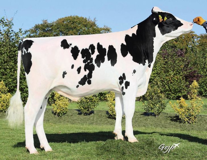 James Bond, un taureau proposé par Evolution, est très bien noté, en particulier pour les fonctionnels.