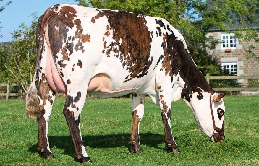 Aubray, un fils de Nivea, est doublement satisfait. Le leader actuel de la race est son petit-fils et lui-même gagne du terrain en rejoignant le club des taureaux confirmés de 150 points d'Isu et plus.© ALGER MEEKMA