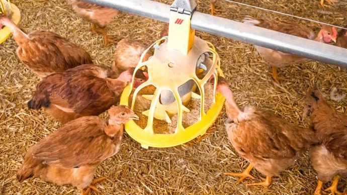 Depuis le début de la crise sanitaire liée au Covid, le prix de l’alimentation animale a plus que doublé, indique Galliance, le pôle volaille de la coopérative Terrena. © C. THIRIET