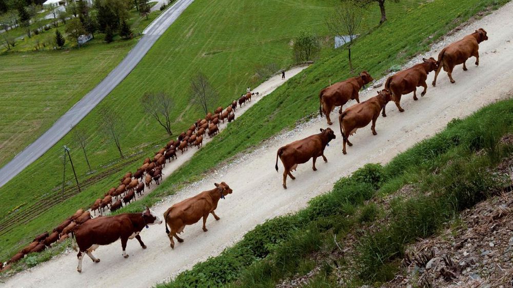 En zone de montagne et en système tout herbe, avec un cahier des charges AOC/IGP ou bio, les adaptations se limitent à une meilleure valorisation de l'herbe des prairies naturelles, à un recours à l'estive ou à la pension dans d'autres zones en hiver.© ÉLISE REBIFFÉ