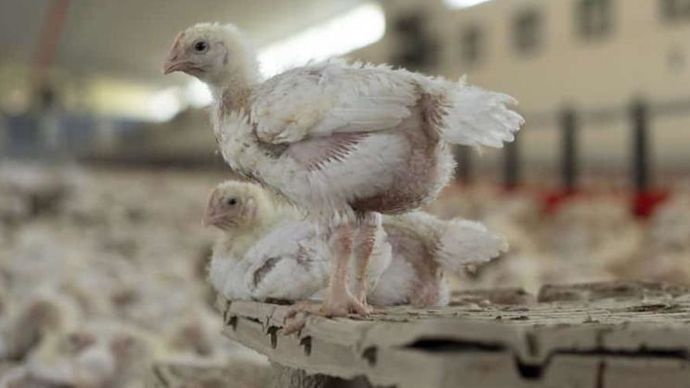 Deux dispositifs d’aides sont mis en place par Terrena pour soutenir la trésorerie de ses adhérents, producteurs de volailles ou d’œufs, impactés par la grippe aviaire. © TERRENA