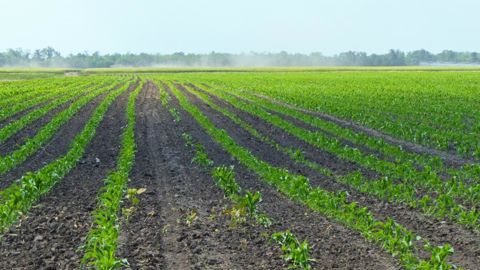 Les agriculteurs ukrainiens ou leurs distributeurs locaux ont reçu, fin mars, 70 à 75 % de leurs besoins en semences. © FLORENCE MELIX