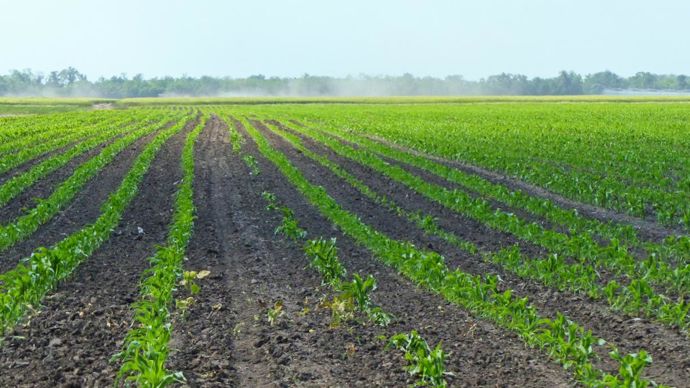 Les agriculteurs ukrainiens ou leurs distributeurs locaux ont reçu, fin mars, 70 à 75 % de leurs besoins en semences. © FLORENCE MELIX