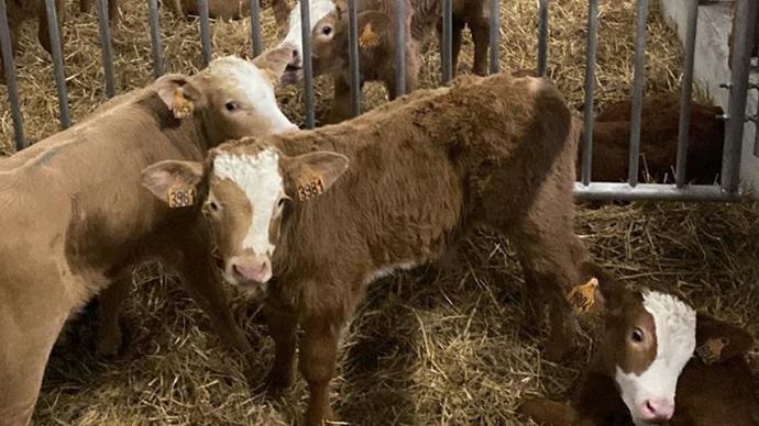 Les veaux sont élevés sur paille, en liberté, pendant 130 à 135 jours. Ils seront commercialisés en boucherie sous la marque L’Authentique. © VIVADOUR