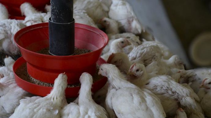 Les volumes de production d’aliments se contractent cette année dans l’Union européenne sur toutes les espèces, le porc étant le plus touché suivi de la volaille. © SOLEEN DELHAYE-BOLOH