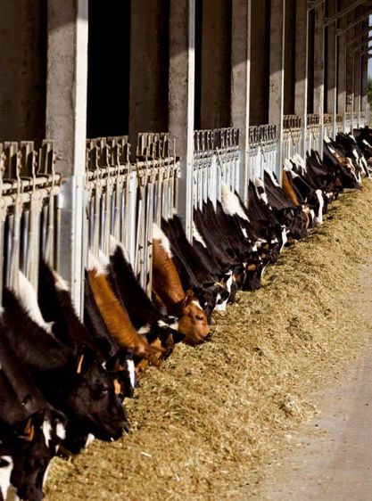 Sandi Progrès permet un meilleur pilotage des taux et de la qualité du lait.