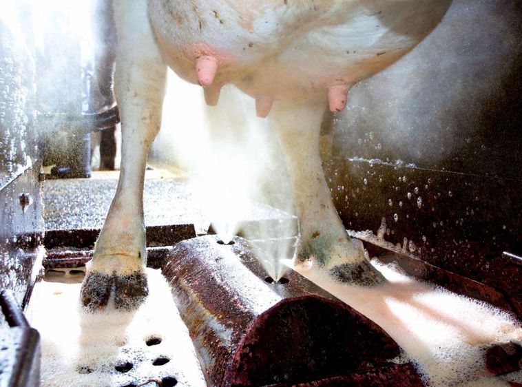 La station SprayCareBox permet une traite plus rapide car le trayeur n'a plus à faire de post-trempage.