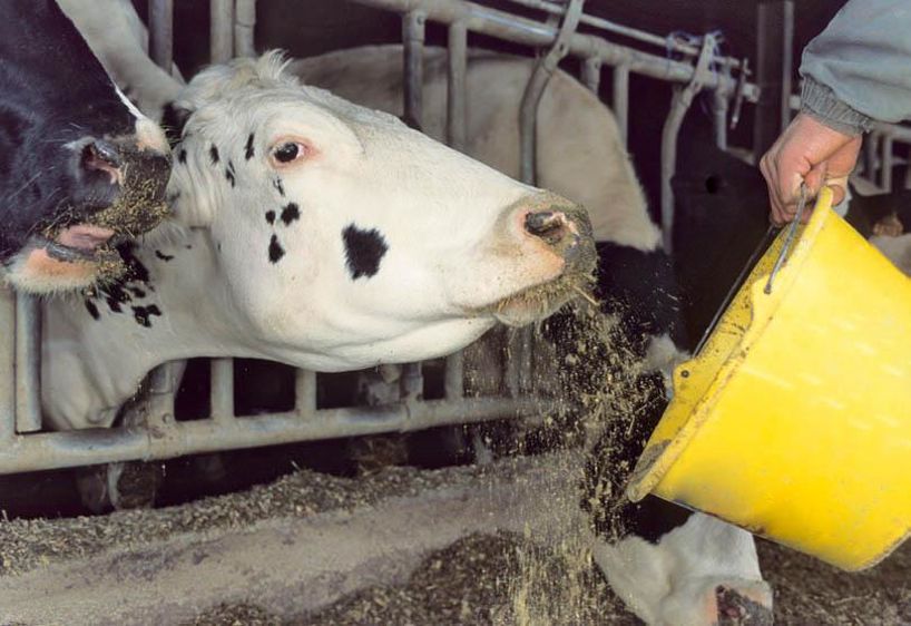 Avec Azur, Cristal Nutris et Cristal Or, la société répond aux besoins de chaque éleveur.© CLAUDIUS THIRIET